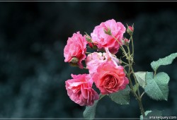 Bouquet de roses - [131]