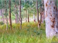 Forêt d’eucalyptus - [122]
