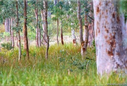 Forêt d’eucalyptus - [122]