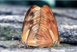 Accouplement de papillons - [105]
