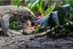 Repas du dragon de Komodo - [6]