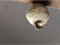Guêpe construisant son nid - [106]