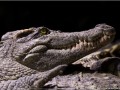 Crocodile du Siam - [9]