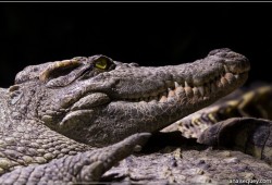 Crocodile du Siam - [9]