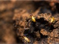 Soldats termites - [3]