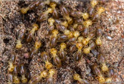 Groupe de termites - [109]