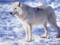 Loup arctique - [24]