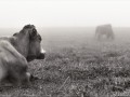 Vaches dans la brume - [70]