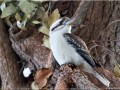 Kookaburra sur une branche - [55]