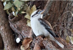 Kookaburra sur une branche - [55]