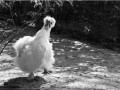 Poule-soie blanche - [57]