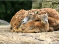 Maman et bébé mouflon - [30]