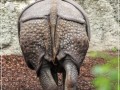Rhinocéros, vue arrière - [31]