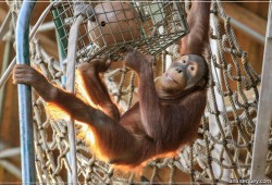 Repas d'un orang-outan - [78]