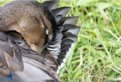 Colvert nettoyant ses plumes - [97]