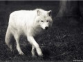 Loup arctique - [33]