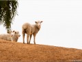 Groupe de moutons - [82]