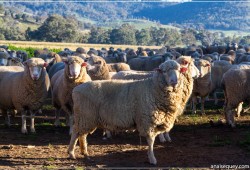 Troupeau de moutons - [34]