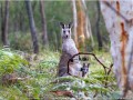 Femelle kangourou et son petit - [85]