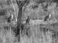 Kangourous géants - [11]