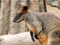 Wallaby - [12]