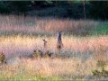 Kangourous au crépuscule - [13]