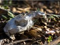 Crâne de kangourou - [171]