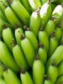 Régime de bananes - [222]