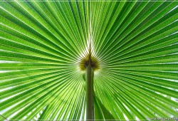 Feuille de palmier - [226]