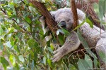 Koala endormi - [229]